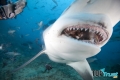 Loài cá mập hung ác nhất của đại dương
