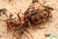 Loài côn trùng nguy hiểm nhất thế giới