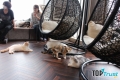 Quán cà phê thú cưng đẹp nhất Tokyo, Nhật Bản
