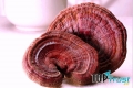 Tác dụng của nấm linh chi và cách sử dụng mang lại lợi ích tốt nhất