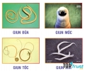 Thuốc tẩy giun hiệu quả nhất cho cả nhà