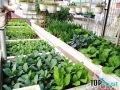 Thương hiệu rau sạch, an toàn Hà Nội