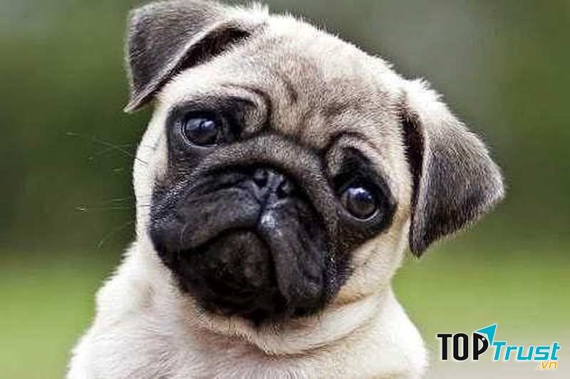 Thuốc canxi cho chó hiệu quả nhất