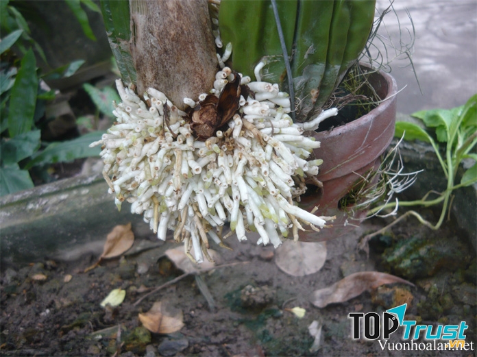 Thuốc kích rễ cây phổ biến và được tin dùng nhất hiện nay