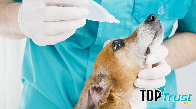 Thuốc nhỏ mắt cho chó mèo tốt nhất hiện nay