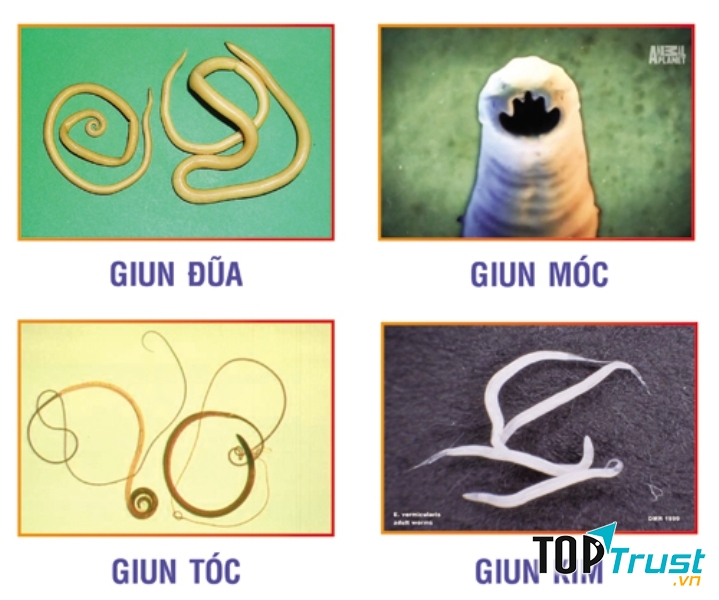 Thuốc tẩy giun hiệu quả nhất cho cả nhà