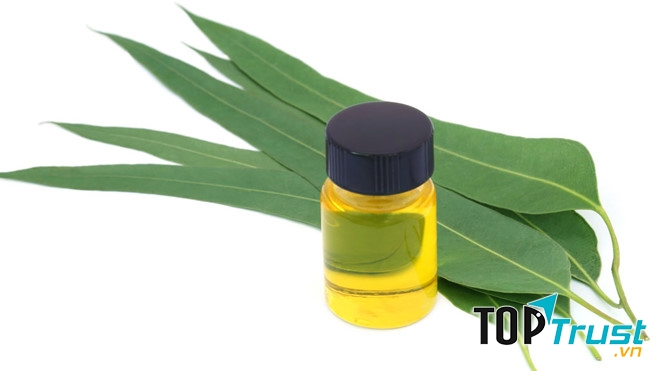 Thương hiệu dầu khuynh diệp tốt nhất hiện nay