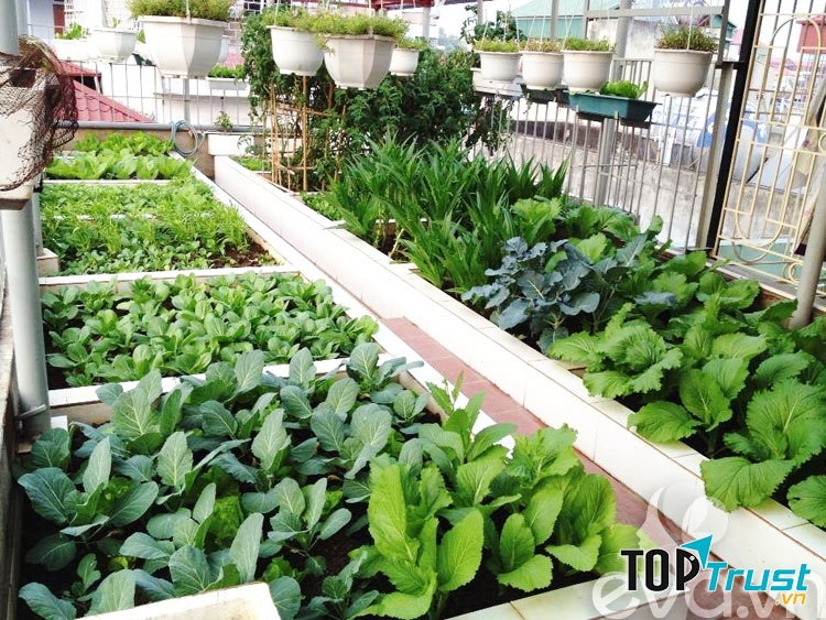 Thương hiệu rau sạch, an toàn Hà Nội