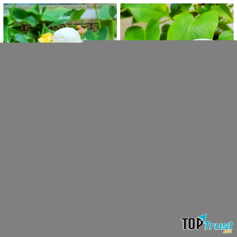 Thương hiệu sữa chua trân châu nhượng quyền tốt nhất hiện nay