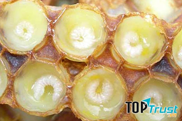 Thương hiệu sữa ong chúa tươi chất lượng nhất hiện nay