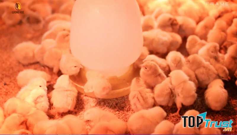 Thương hiệu thức ăn dành cho gia cầm uy tín và chất lượng nhất Việt Nam