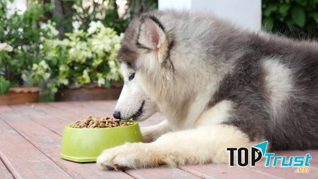 Thương hiệu thức ăn khô cho chó được ưa chuộng nhất hiện nay