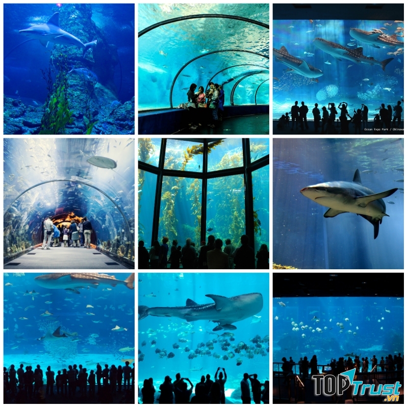 Thủy cung ấn tượng nhất thế giới