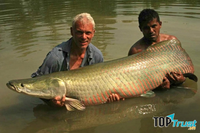 Thủy quái đáng sợ sống tại sông Amazon