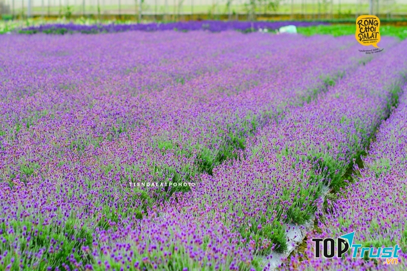 Tour du lịch Đà Lạt thú vị và độc đáo nhất