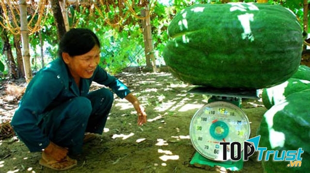 Trái cây lạ giúp nông dân Việt Nam làm giàu