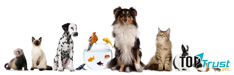 Trang web bổ ích về thú cưng