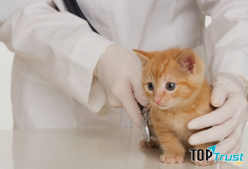 Trường Đại học đào tạo ngành Thú y tốt nhất Việt Nam hiện nay