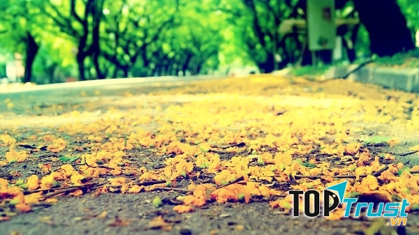 Truyện ngôn tình hay nhất của tác giả Cố Tây Tước