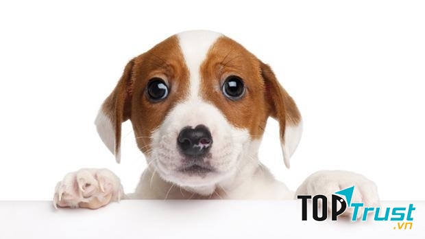 Video chó mèo hát sinh nhật bá đạo không chịu được