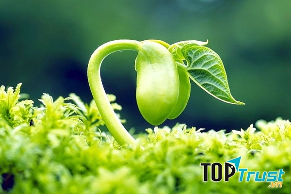 Viên uống tinh chất mầm đậu nành giúp chị em giữ mãi xuân sắc tốt nhất hiện nay