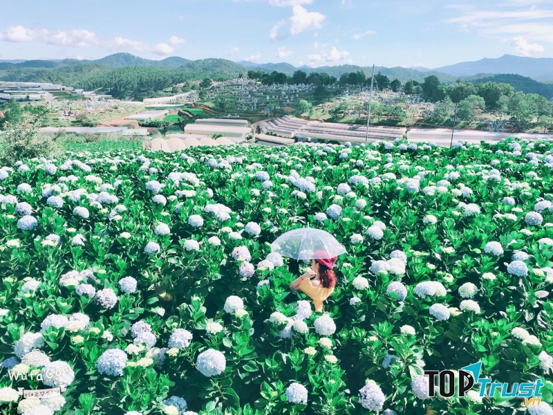 Vườn hoa cẩm tú cầu đẹp nhất Đà Lạt