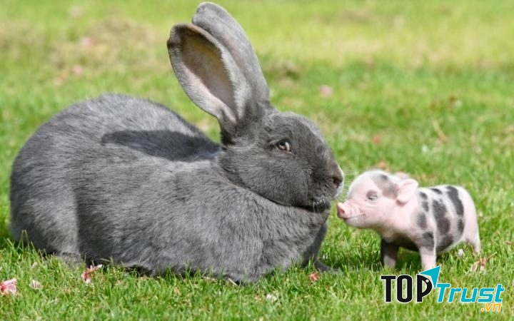 Website cung cấp ảnh chất lượng cao miễn phí