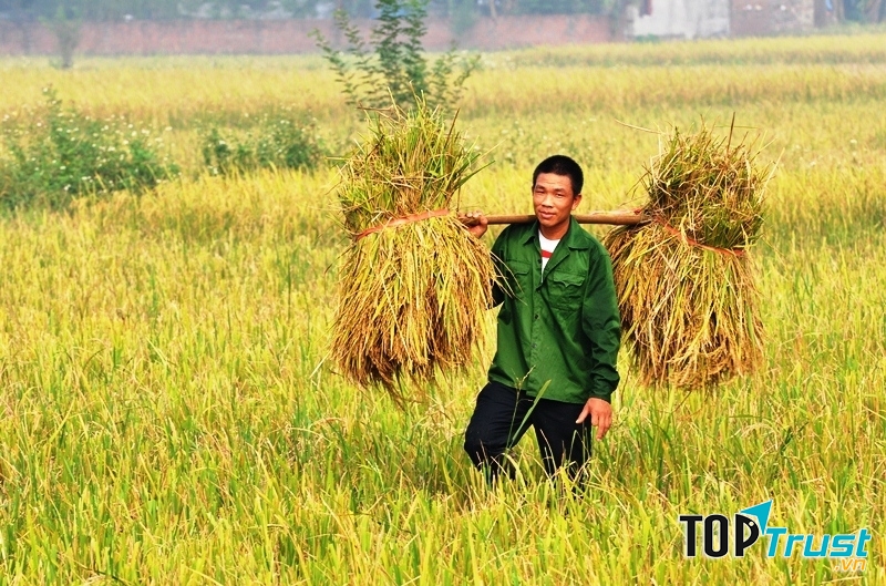 Website về nông nghiệp uy tín nhất Việt Nam