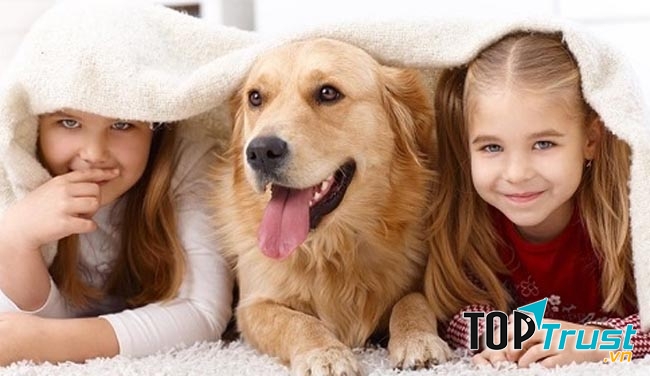 Xịt khử mùi diệt khuẩn khi nuôi thú cưng hiệu quả nhất hiện nay